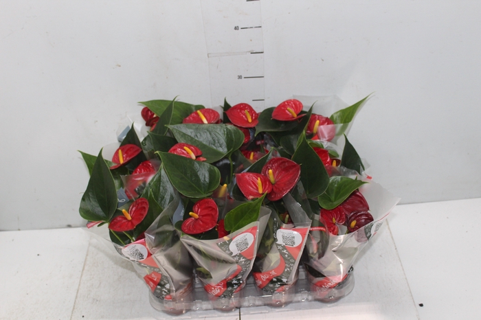 <h4>ANTHURIUM RED SUCCESS P09</h4>