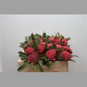 Protea Waratah