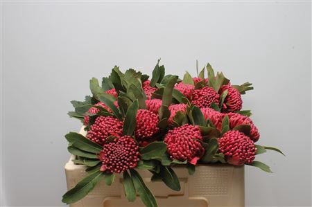 <h4>Protea Waratah</h4>