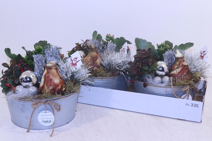 <h4>ARR HIPPEASTRUM</h4>