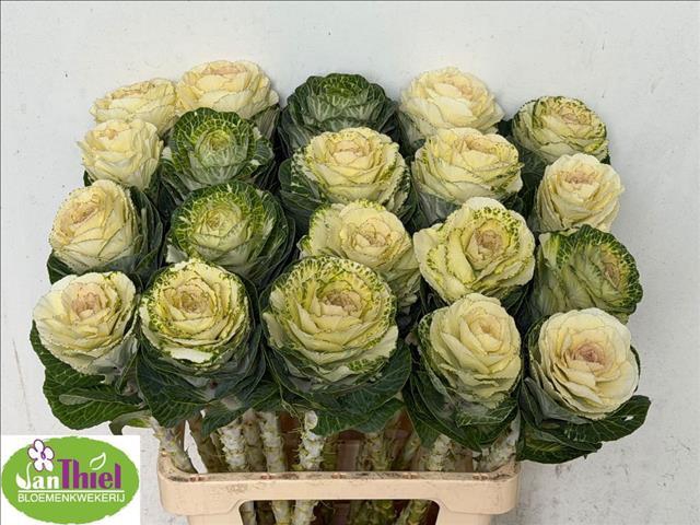 <h4>Brassica White Crane</h4>