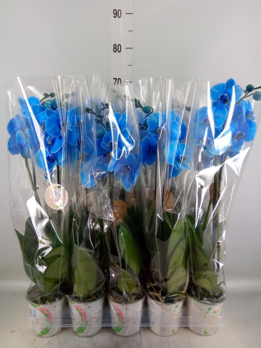 <h4>Phalaenopsis   ...</h4>