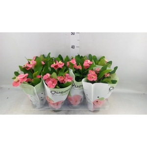 Euphorbia milii 'Charlotte'