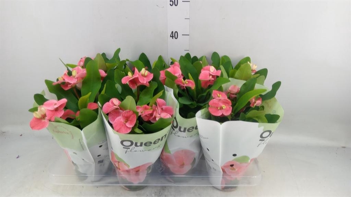 <h4>Euphorbia milii 'Charlotte'</h4>