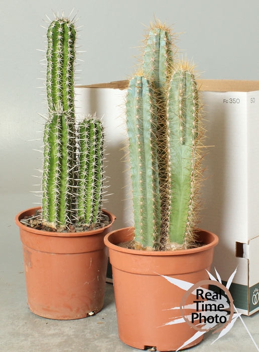 <h4>CACTUS OV</h4>