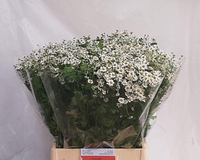 <h4>Tana Pa Single Vegmo</h4>