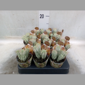 Euphorbia mammillaris