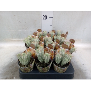 Euphorbia mammillaris