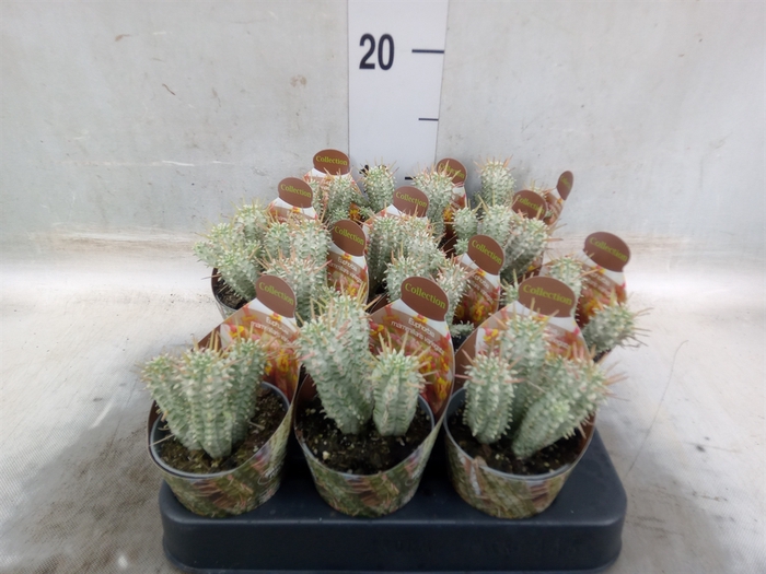 <h4>Euphorbia mammillaris</h4>