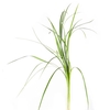 PHLEBODIUM BLUE STAR 55 CM