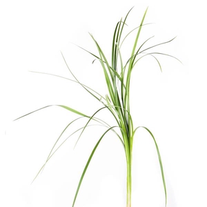 LILYGRASS
