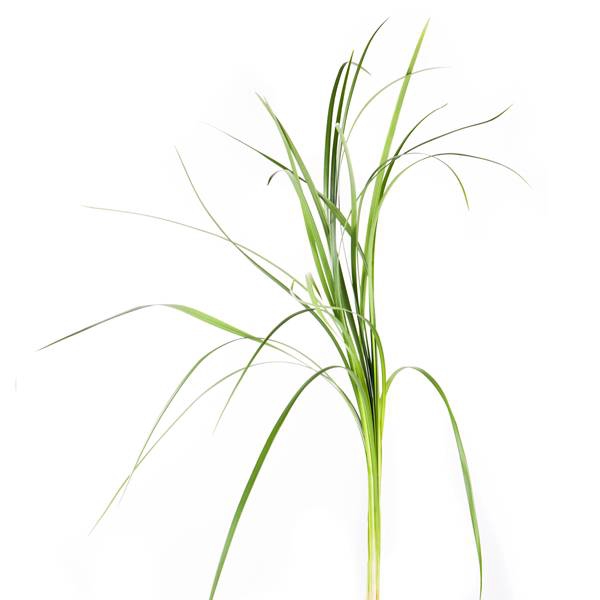 LILYGRASS