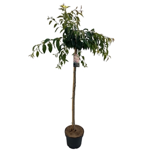 Prunus serr. 'Kiku-shidare' Stam 120cm