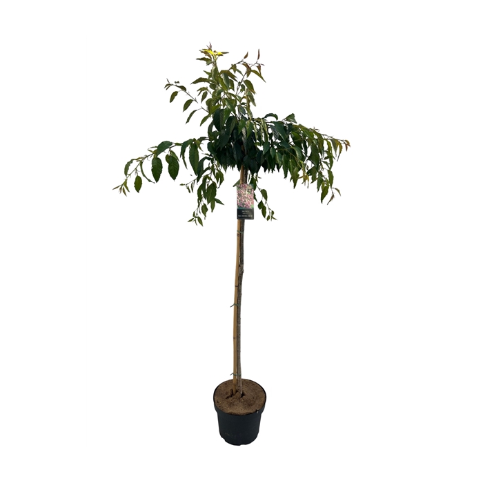 <h4>Prunus serr. 'Kiku-shidare' Stam 120cm</h4>