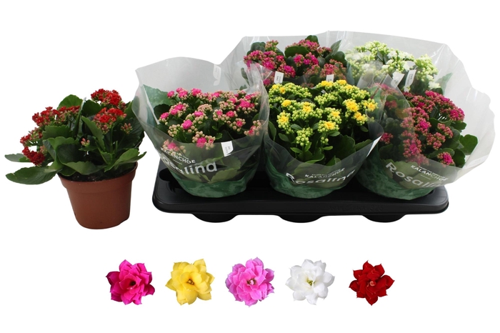 <h4>KAL GE RO GEM 5 KL</h4>