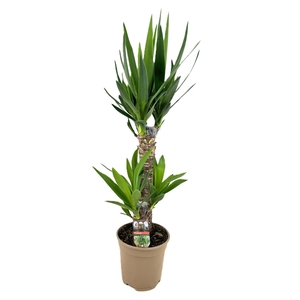 Yucca elephantipes 45-20