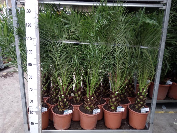 <h4>Phoenix roebelenii</h4>