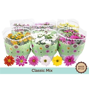 Chrysanthemum Indicum Grp gemengd 5 kleuren