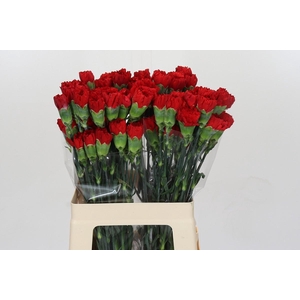 Dianthus St Don Pedro