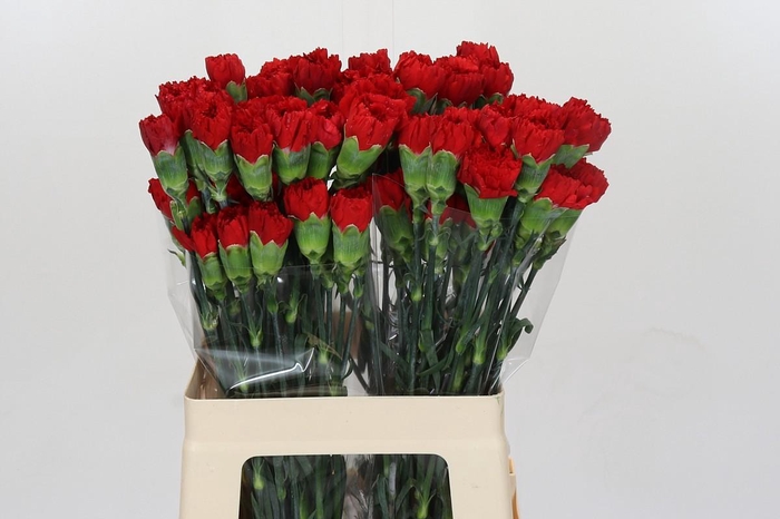 <h4>Dianthus St Don Pedro</h4>