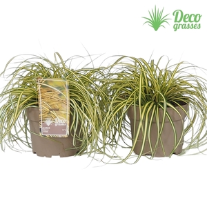 Carex oshimensis 'Evergold'