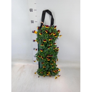 Viola corn. 'Evo Mini Yellow Blue'