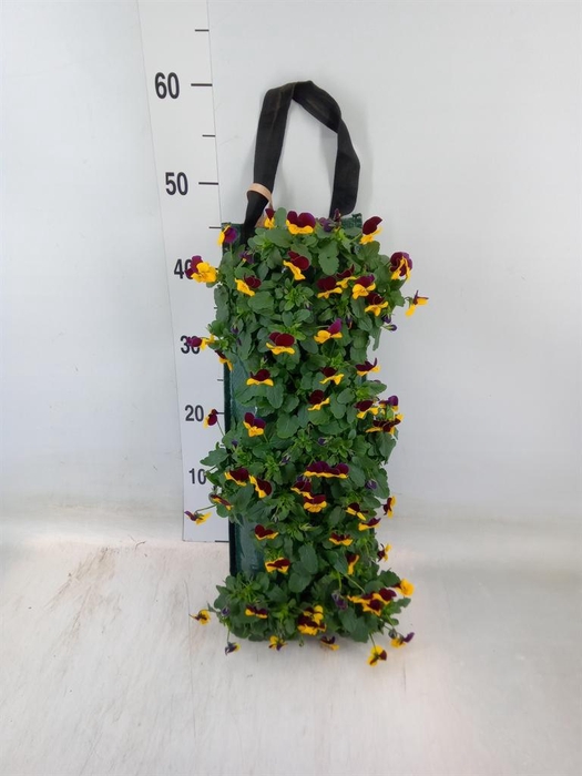 <h4>Viola corn. 'Evo Mini Yellow Blue'</h4>