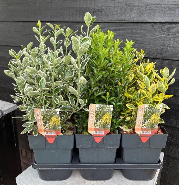 <h4>Euonymus fortunei</h4>