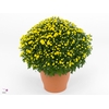 Chrysanthemum P19 Jasoda Dark Yellow