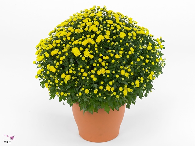 Chrysanthemum P19 Jasoda Dark Yellow