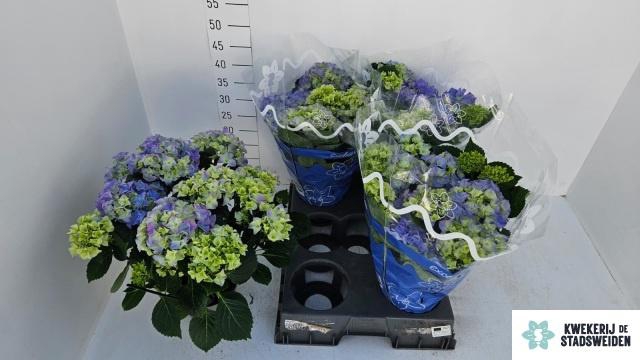 <h4>HYDR M EARLY BLUE</h4>