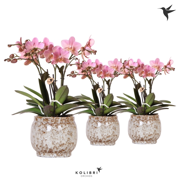 <h4>Kolibri Orchids Phalaenopsis Trevisso 4 spike in Safari pot</h4>