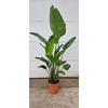 Strelitzia Nicolai 3 toef