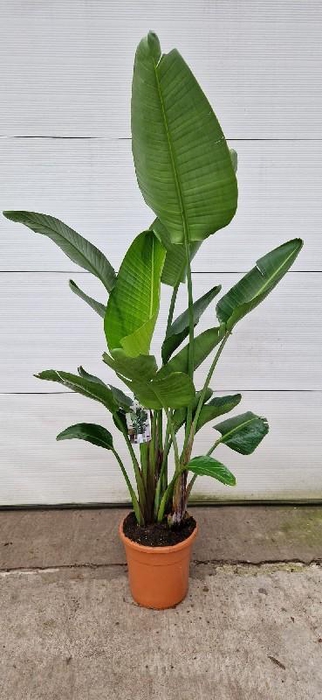 <h4>Strelitzia Nicolai 3 toef</h4>