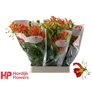 GLORIOSA EXOT ORANGE#