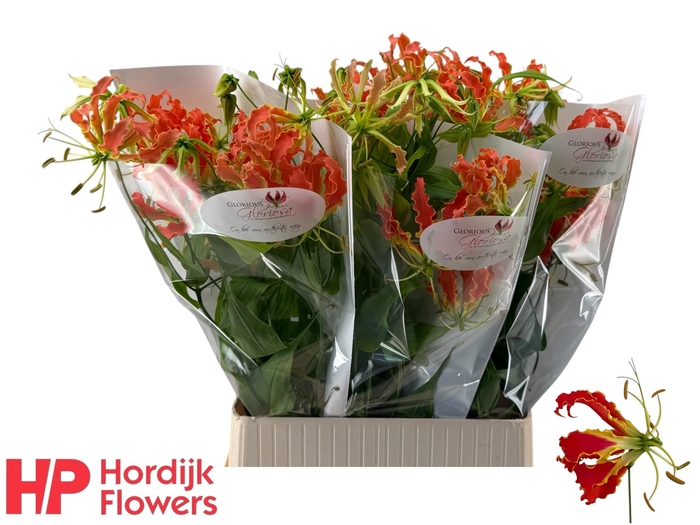 <h4>GLORIOSA EXOT ORANGE#</h4>