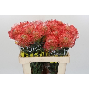 Nutans Ayoba Pink