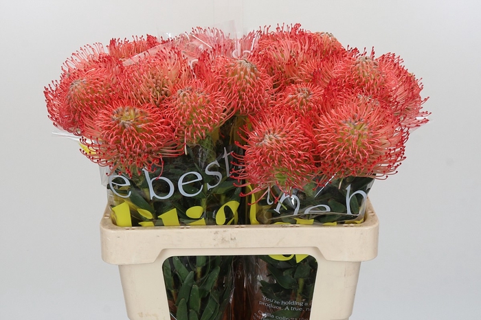 <h4>Nutans Ayoba Pink</h4>