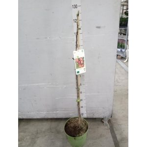 Fruit trees and shrubs   ...