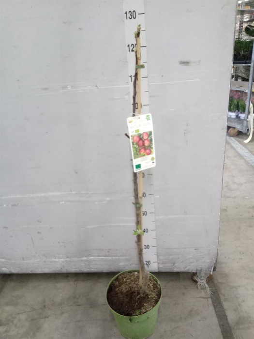 <h4>Fruit trees and shrubs ...</h4>