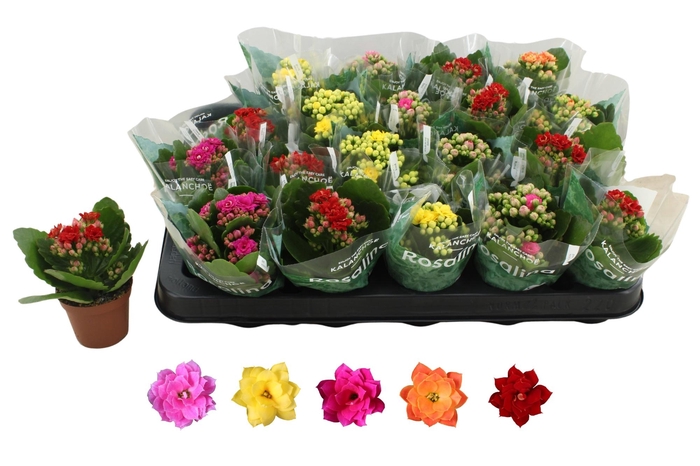 <h4>KAL GE RO GEM 5 KL</h4>