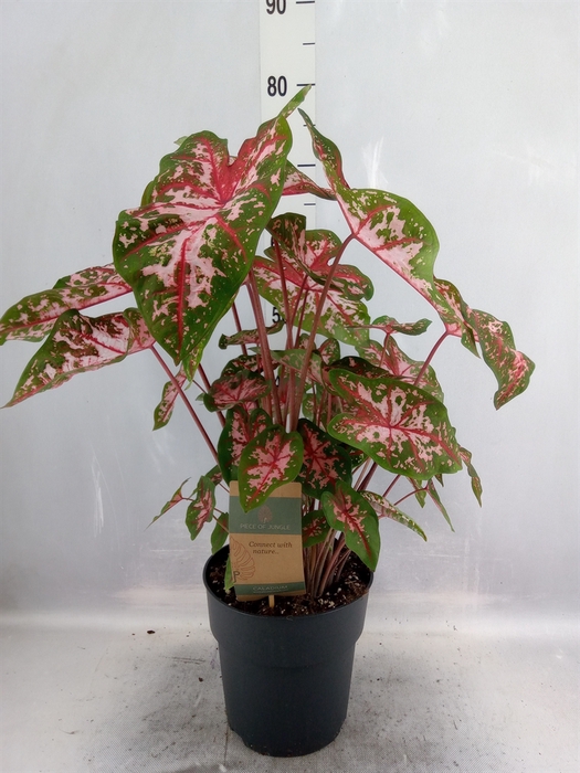 <h4>Caladium   ...</h4>