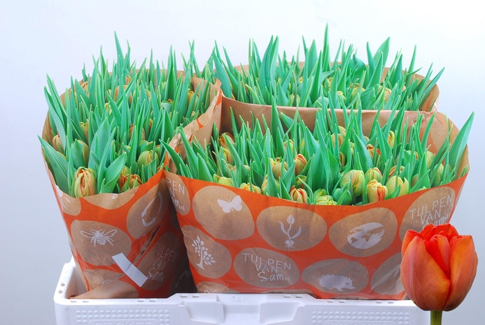 <h4>TU DU VIKING</h4>