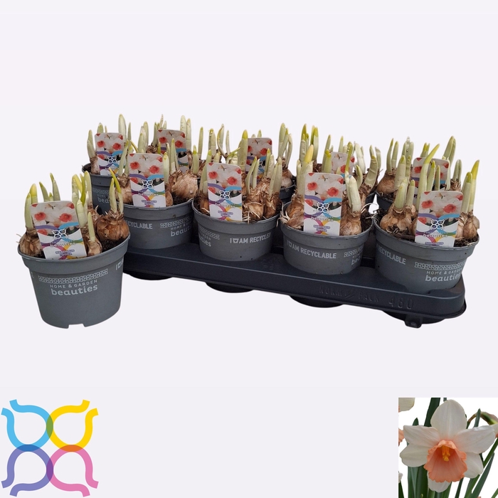 <h4>NARC C IWONA</h4>