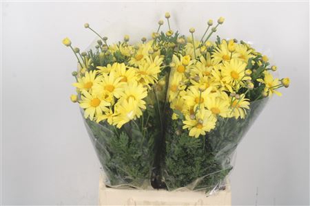 <h4>Margriet Yellow Per Stem X25</h4>