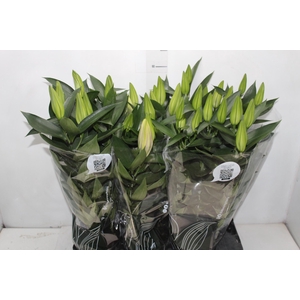 LIRIO AFTER EIGHT P16