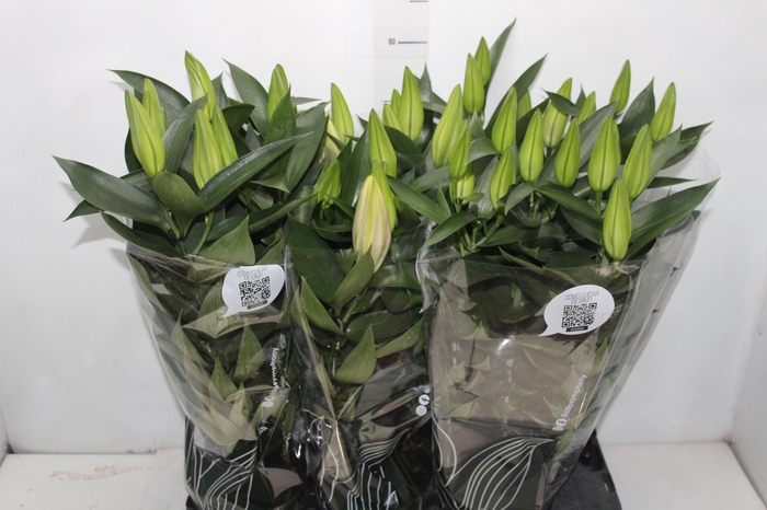 <h4>LIRIO AFTER EIGHT P16</h4>