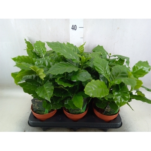 Coffea arabica