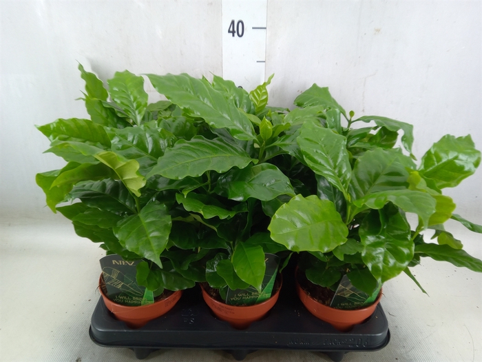 <h4>Coffea arabica</h4>