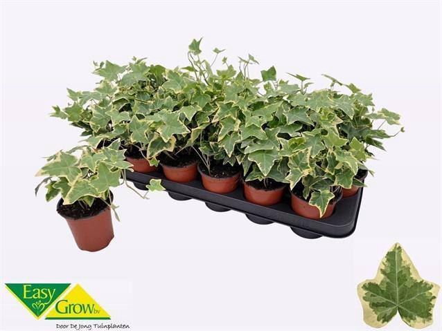 <h4>Hedera helix 'Goldchild'</h4>